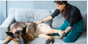 affordable dog PT