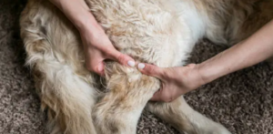 CCL tear in dogs rehabilitation